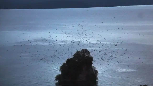 Ribuan burung menuju peraduan di pulau kecil di Raja Ampat  (Foto: Ana Septiana)