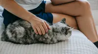 Kenapa Kucing Selalu Tidur di Dekat Kaki Pemiliknya? Ini Alasannya