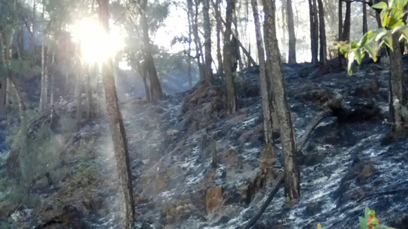 Pemadaman Kebakaran di Gunung Arjuno Butuh Water Bombing