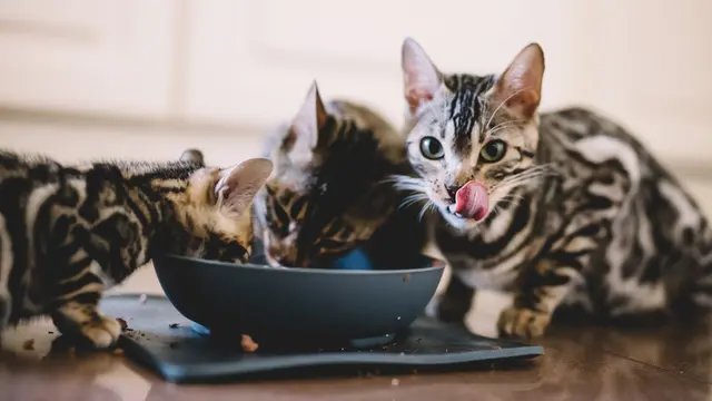 Kucing Kesayangan Jadi Picky Eater, Gimana Menghadapinya Ya?