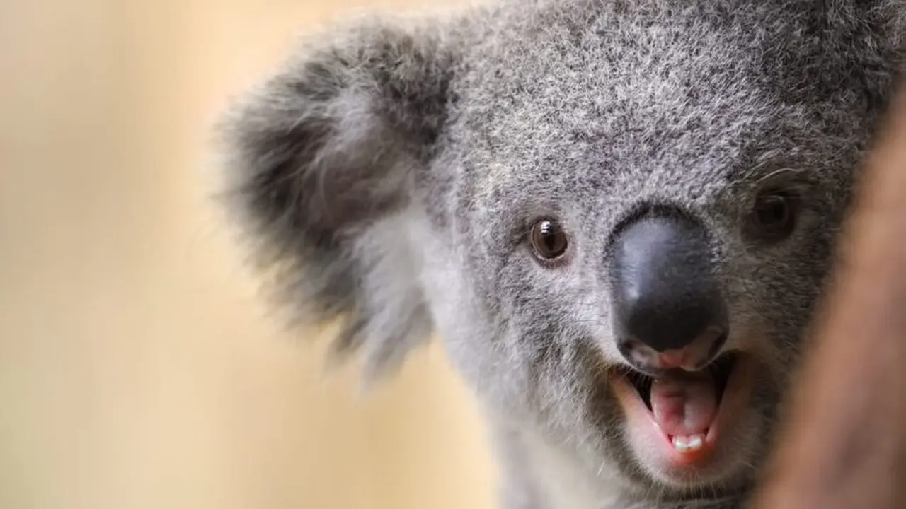 Ilustrasi Koala