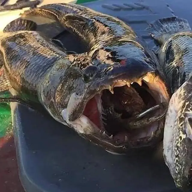 6 Potret Tangkapan Hasil Mancing Ini Bikin Mata Melotot