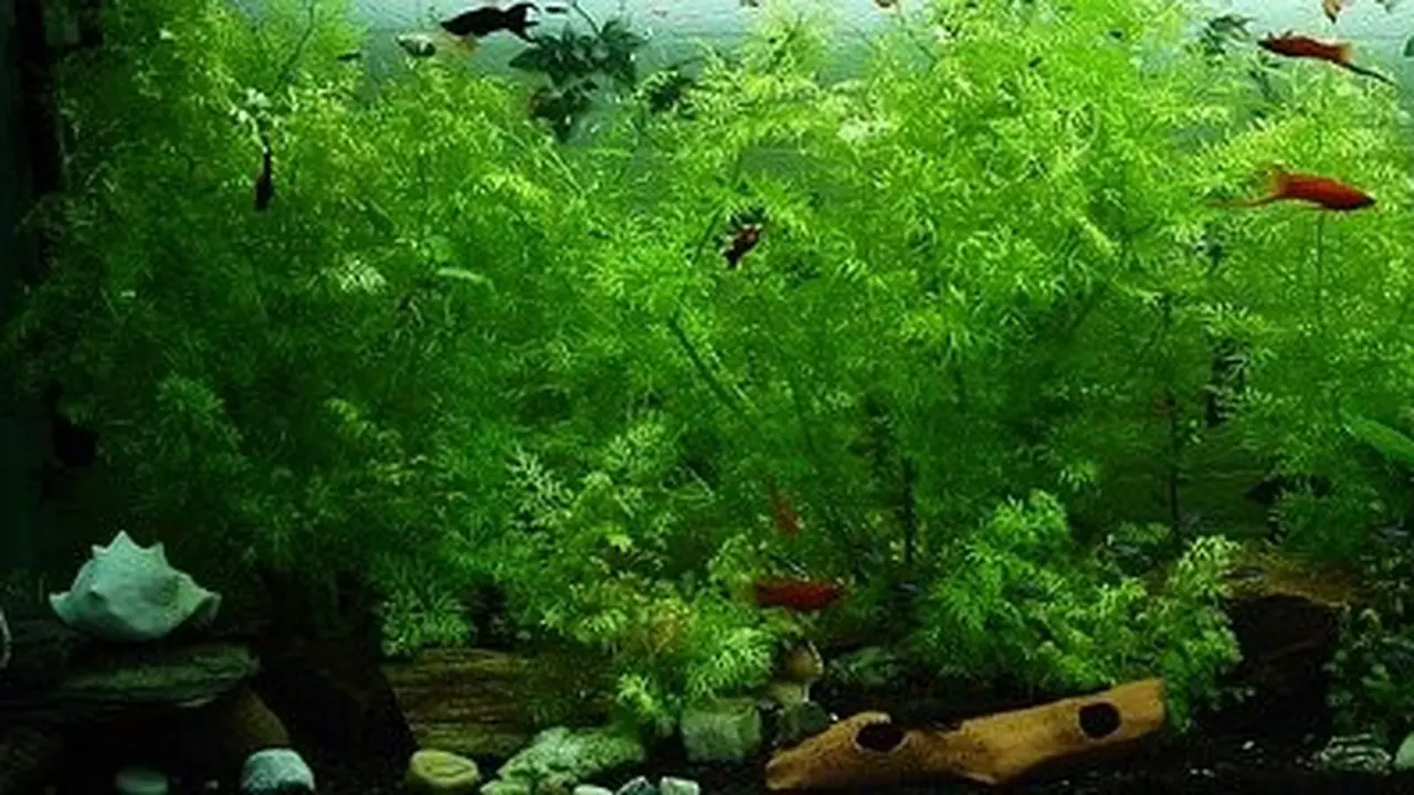 Aquarium - (Image by seagul from Pixabay)