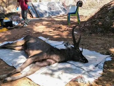 Gambar yang diambil pada 25 November 2019 memperlihatkan dokter hewan bersiap memeriksa rusa mati di Taman Nasional Khun Sathan, Thailand. Rusa liar berumur 10 tahun itu ditemukan mati setelah menelan 7 kilogram (15 pon) kantong plastik dan sampah lainnya. (HO/Office of Protected Area Region 13/AFP)