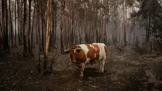 Seekor lembu berdiri dikelilingi pepohonan yang terbakar di Santa Juana, Chile, Minggu (5/2/2023). Kebakaran hutan menyebar di Chile selatan dan tengah, memicu evakuasi dan pernyataan keadaan darurat di beberapa daerah. (AP Photo/Matias Delacroix)