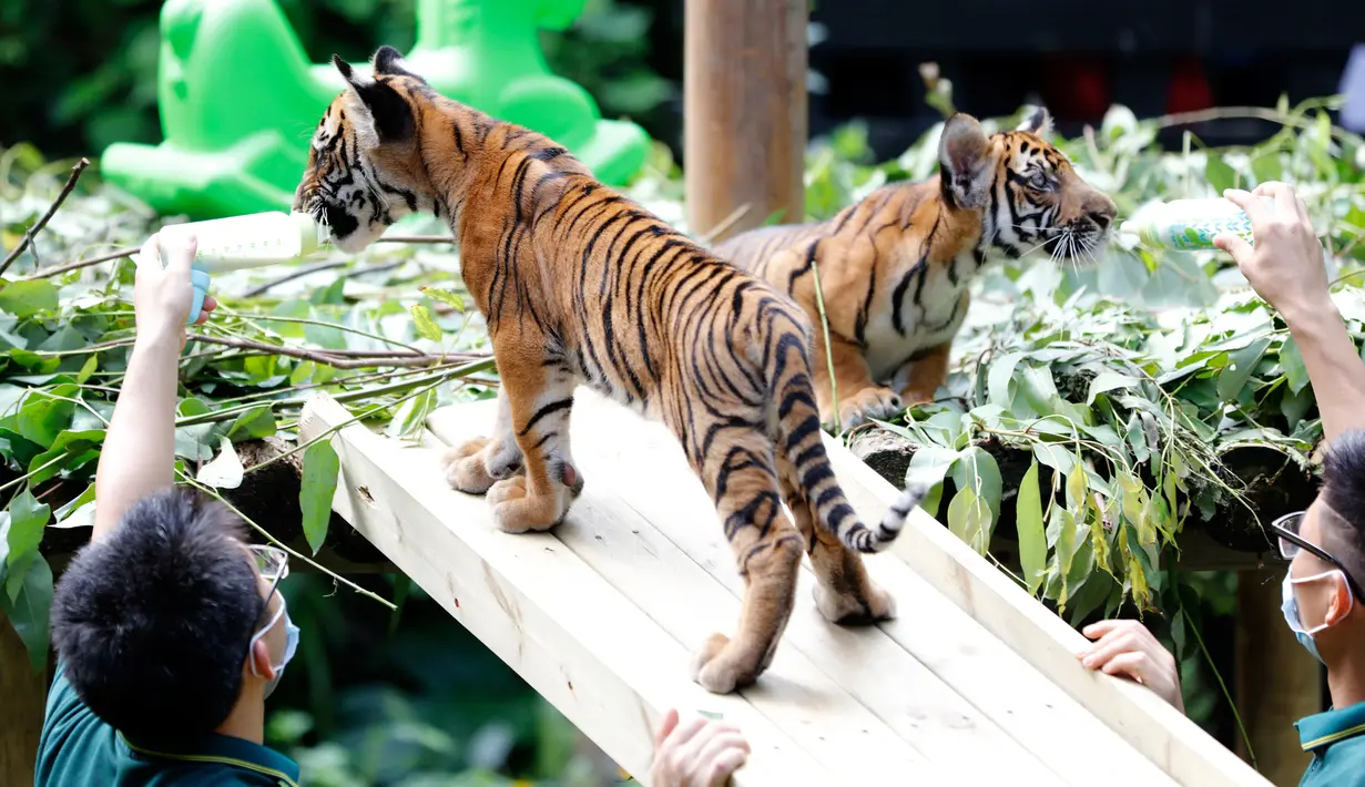 Para petugas memberi makan dua ekor bayi kembar harimau China Selatan di Taman Safari Chimelong di Guangzhou, ibu kota Provinsi Guangdong, China selatan, pada 28 September 2020. Keduanya, yang lahir pada 7 Juni, merayakan 100 hari kelahiran mereka pada Senin (28/9). (Xinhua/Huang Guobao)