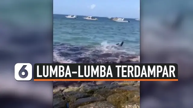 VIDEO: Lumba-Lumba Terluka Tersangkut Tali Jangkar di Bali
