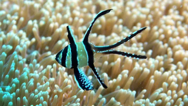 Ikan Cardinal