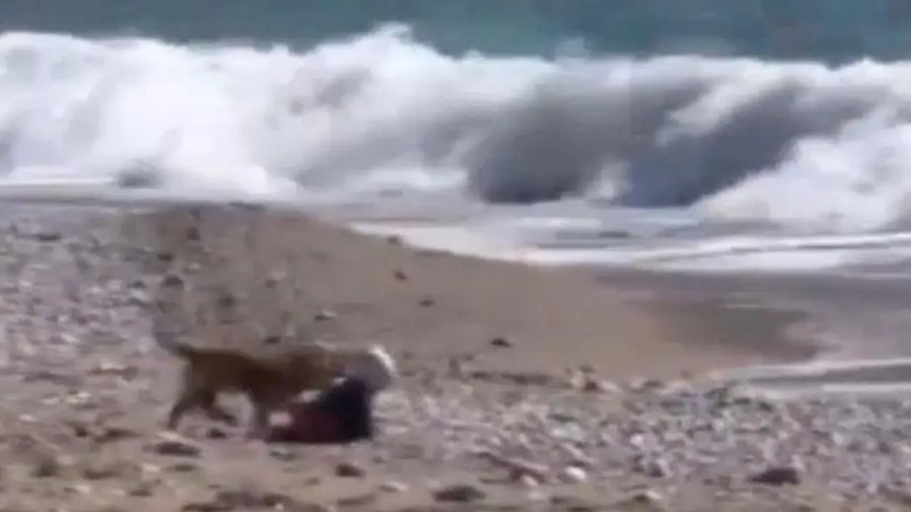 Bayi merangkak menuju laut.