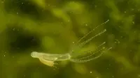 Hydra Berkembang Biak dengan Cara? Simak Penjelasannya