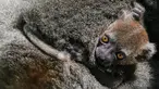 Seekor bayi Lemur bambu besar (Prolemur simus) menempel pada induknya, Veloma, di Kebun binatang Besancon, Prancis, Kamis (1/8/2019). Bayi tersebut lahir pada 2 Juli 2019 dari induk bernama Veloma (6) dan Ivongo (14). (Photo by SEBASTIEN BOZON / AFP)