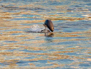 Seekor lumba-lumba tak bersirip terlihat di Sungai Yangtze di Yichang, Provinsi Hubei, China tengah, pada 3 Agustus 2020. Lumba-lumba tak bersirip, spesies endemik di China, menjadi indikator penting untuk ekologi Sungai Yangtze. (Xinhua/Lei Yong)