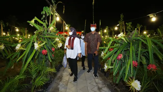 Banyuwangi Gelar "Festival Buah Naga" sebagai Pemasok Buah Naga Terbesar Nasional