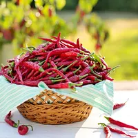 Cara mengawetkan cabai./Copyright pixabay.com/jill111