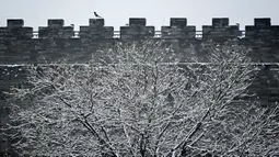 Murai (atas kiri) terlihat di dinding Kota Terlarang setelah salju turun di Beijing (30/11/2019). Salju yang turun Jumat malam, mencapai tingkat badai salju di distrik Yanqing dan Changping yang terpencil. (AFP Photo/Wang Zhao)