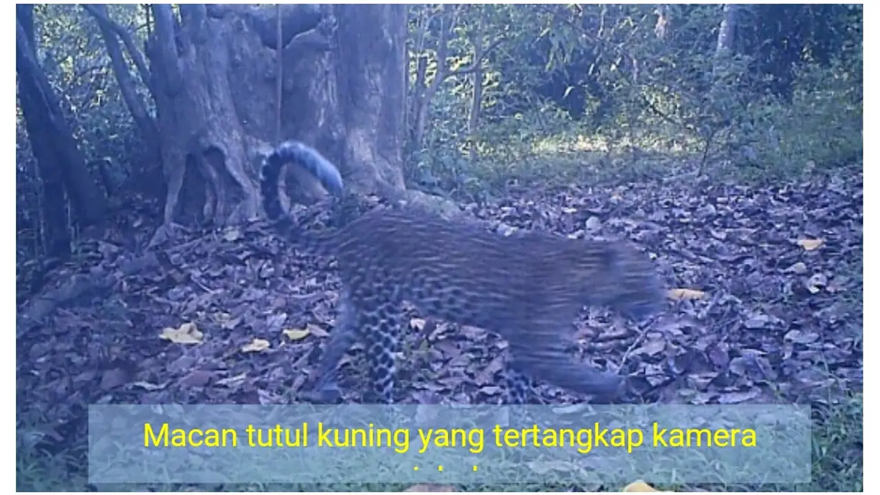 Macan Tutul