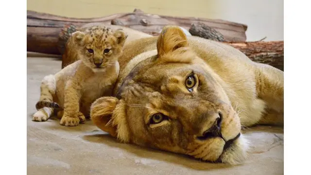 7 Potret Bahati, Bayi Singa yang Jadi Role Model Simba di The Lion King Live Action