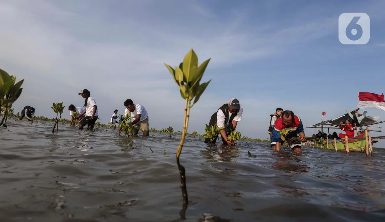 Penanaman mangrove sebagai wujud menjaga kelestarian kawasan pesisir Indramayu. (Liputan6.com/Angga Yuniar)