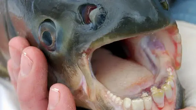 ikan pacu