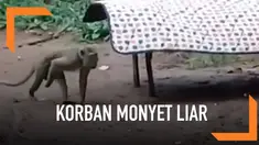 Seorang balita diserang monyet liar hingga terluka di beberapa bagian tubuh. Belum diketahui asal hewan tersebut.