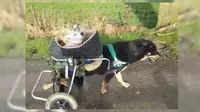 Sebuah video yang menunjukkan persahabatan dua ekor anjing difabel menyebar di internet dan membuat banyak hati orang terenyuh.