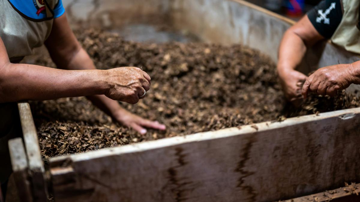 Tips Mengolah Kotoran Ternak Jadi Pupuk Organik Berkualitas