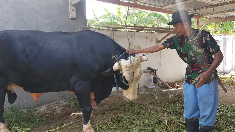 Salam Perpisahan dari Saeman bagi Kliwon Si Sapi Kurban Jokowi