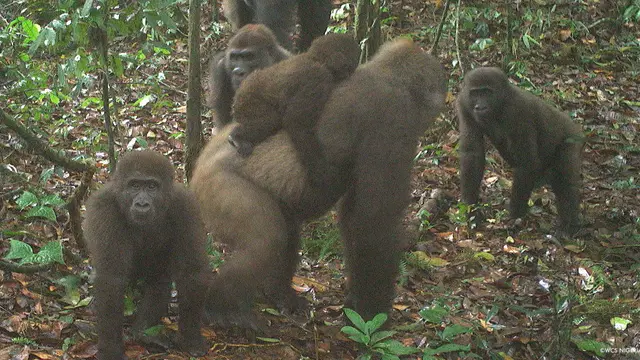 Gorila Cross River (WCS Nigeria)