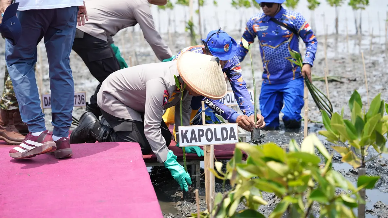 Penanaman mangrove membantu pengikisan abrasi.