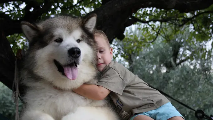 [Bintang] Pertengkaran Pemilik dengan Alaskan Malamute Ini Bikin Ngakak