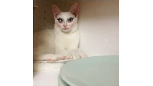 4 Foto Kucing Gunakan Aplikasi Filter Ini Kocak Abis