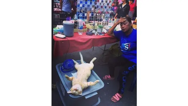 Potret 7 Kucing Rebahan Ini Bikin Geleng Kepala