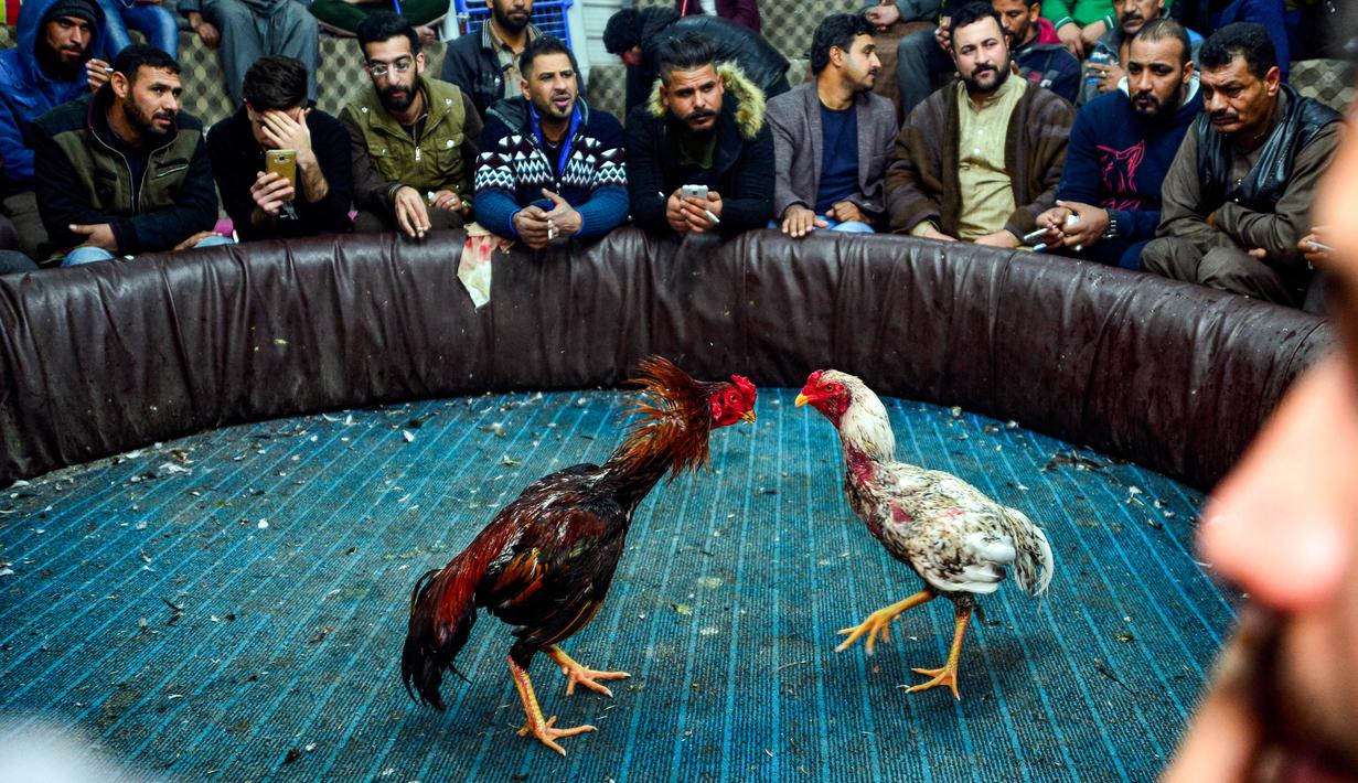 Penonton menyaksikan sabung ayam di Kota Najaf, Irak, Sabtu (26/1). Sabung ayam di Irak menjadi ajang perjudian, meski banyak juga yang menonton hanya untuk hiburan. (Haidar HAMDANI/AFP)