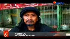 Banyak masyarakat selama ini menganggap musang sebagai hama atau hewan pengganggu, tapi tidak bagi mereka yang hobi memelihara musang. Bagi mereka musang sebenarnya sama dengan hewan peliharaan lainnya, seperti kucing, anjing dan sebagainya.