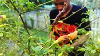 Rata-rata harga cabai di kalangan petani di Gorontalo mencapai Rp 80 ribu per kilogram. (Liputan6.com/Aldiansyah Mochammad Fachrurrozy)