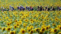 Pembalap melewati perkebunan bunga matahari saat beraksi pada ajang Tour de France 2023 di Limoges, Prancis (8/7/2023). Tour de France merupakan salah satu kejuaraan balap sepeda jalanan paling tua dan bergengsi di dunia. (Photo by Anne-Christine POUJOULAT / AFP)