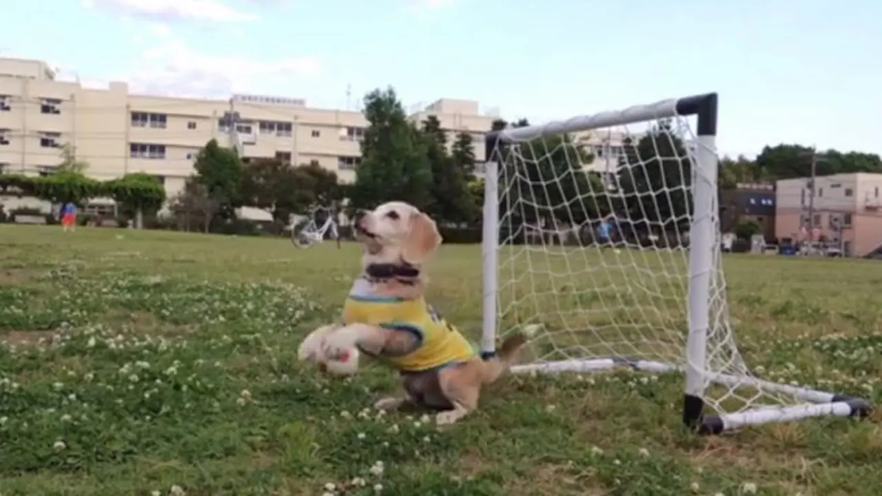 Anjing 'Kiper' Pemecah Rekor Dunia