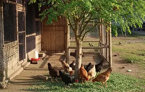 Pohon yang Cocok Ditanam Dekat Kandang Ayam Kampung (Foto: Gemini)