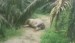 Gajah Sumatra Ditemukan Mati di Kebun Sawit Aceh Tamiang