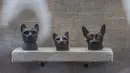 Patung perunggu kucing yang ditemukan di sekitar kompleks piramida Raja Userkaf di Saqqara, Giza, Sabtu (10/11). Arkeolog Mesir menemukan 7 makam kuno zaman Firaun berisi puluhan mumi kucing dan patung-patung kayu bergambar hewan lain (KHALED DESOUKI/AFP)