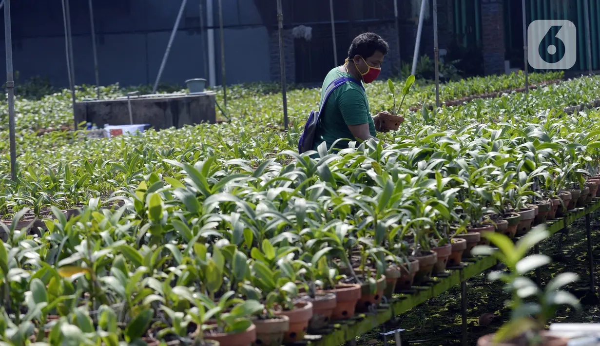 Pembeli memilih anggrek jenis dendrobium di tempat pembibitan budi daya anggrek, Pocis, Kecamatan Setu, Tangerang Selatan, Banten, Senin (31/8/2020). Anggrek dendrobium pesanan pembeli akan dikirim ke berbagai daerah, kebanyakan pemesan dari Kalimantan dan Sulawesi. (merdeka.com/Dwi Narwoko)