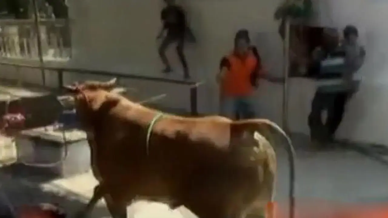 Sapi Kurban Seruduk Warga hingga Saat Id di Istana Kepresidenan