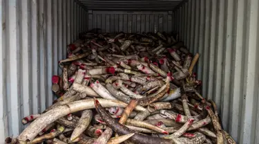 Ratusan gading gajah disita di dalam kontainer sebelum dimusnahkan di pusat Pengelolaan Limbah Kualiti Alam di Port Dickson, Malaysia, Kamis (14/4/2016). (AFP PHOTO/MANAN Vatsyayana)