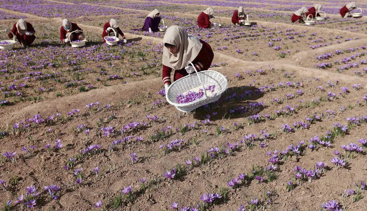 Sejumlah petani memetik bunga Saffron saat panen di distrik Karukh, Afghanistan (5/11). Bunga Saffron ini sudah dipercaya sejak dahulu berkhasiat untuk kesehatan dan kecantikan. (Reuters/Mohammad Shoib)