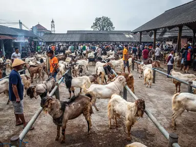 Kambing-kambing dipajang untuk dijual di pasar ternak menjelang hari raya Idul Adha, di Ambarawa, Jawa Tengah pada Sabtu 16 Mei 2026. (DEVI RAHMAN/AFP)