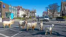 Kawanan kambing berjalan di jalan-jalan yang sepi di Llandudno, Wales utara, Selasa (31/3/2020). Kambing-kambing liar tersebut berkeliaran di jalanan kota yang tampak lengang selama pemberlakuan lockdown dalam upaya membatasi penyebaran virus corona di Kawasan tersebut. (Pete Byrne/PA via AP)