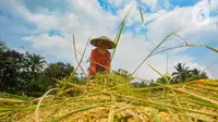 Petani merontokkan padi saat panen padi jenis Pandanwangi di Desa Sukamakmur, Bogor, Jawa Barat, Minggu (5/11/2023). (merdeka.com/Arie Basuki)