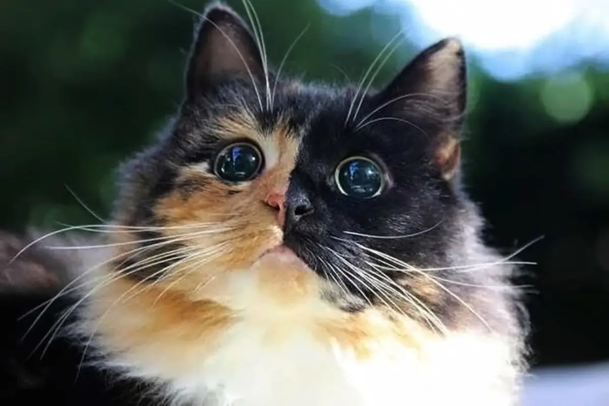 Meski Buta, Kucing Jasmine Punya Mata Bulat Sempurna
