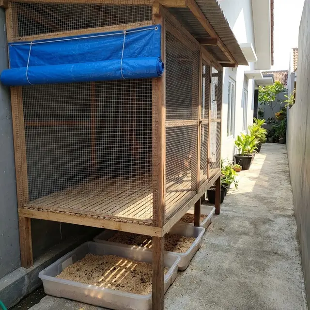 Model Kandang Ayam di Gang Sempit