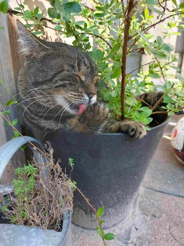 8 Potret Lucu Kucing Tidur Tidur di Dalam Pot Ini Posenya Menggemaskan